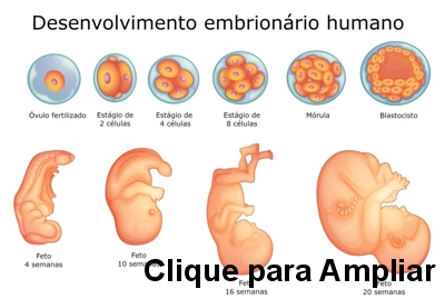 Desenvolvimento Embrionário do Ser Humano - Clique Ampliar Imagem