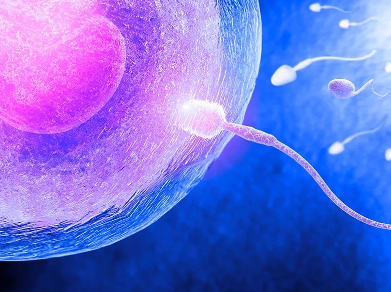 Fecundação Óvulo Espermatozoide - Clique Ampliar Imagem