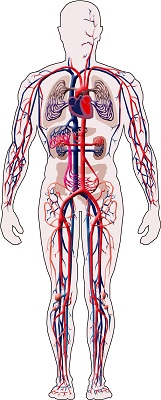 Sistema Cardiovascular - Clique Ampliar Imagem